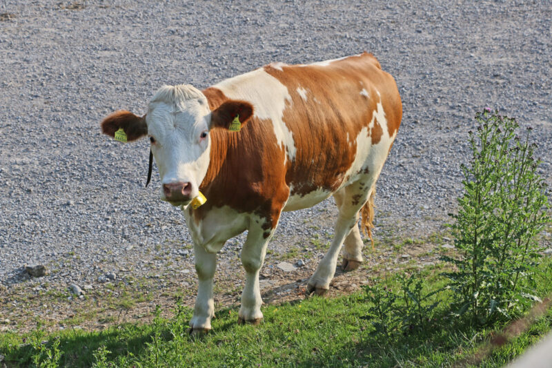Tierfotografie