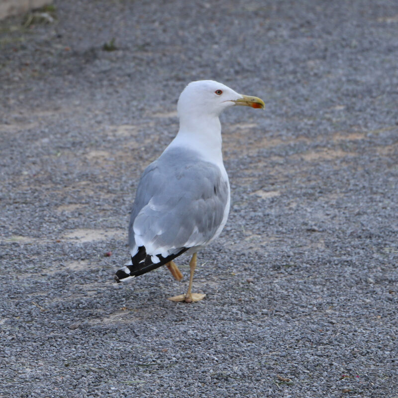 Tierfotografie