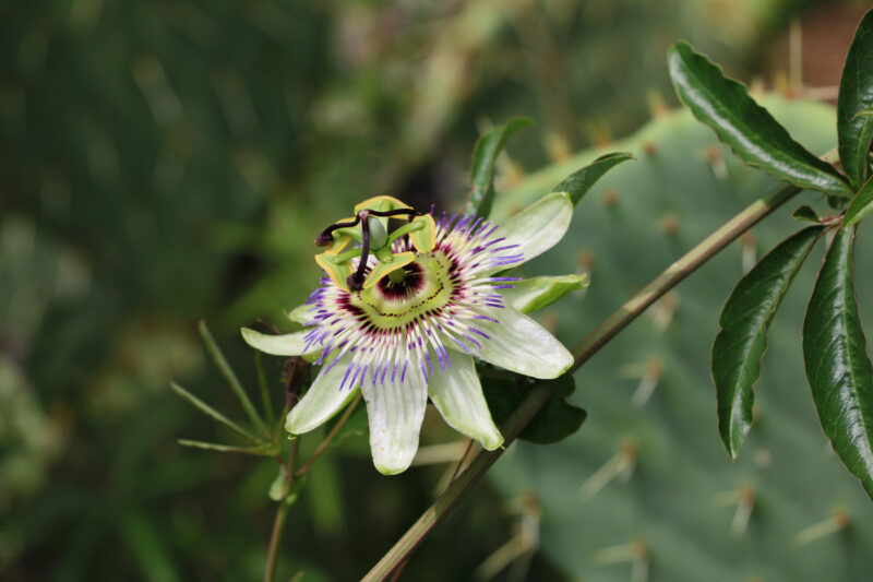 Tourismusfoto, Stillfoto, Blume