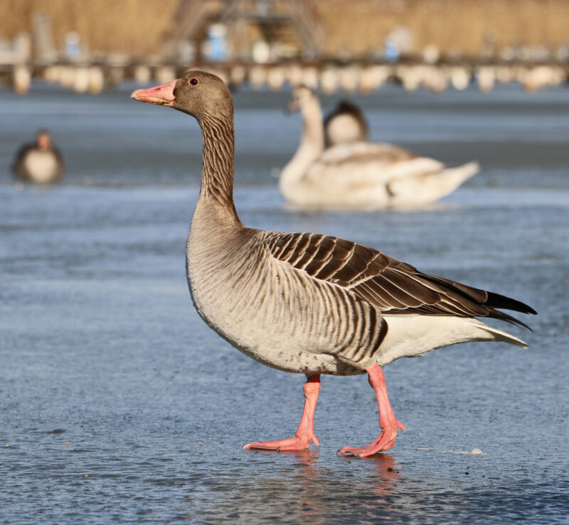 Gans