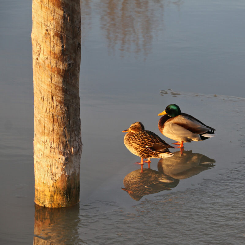 Tierfoto